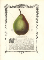 Fladbury pear  Pyrus communis