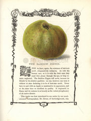 Baddow Pippin apple  Malus domestica
