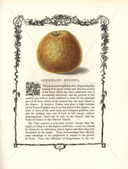 Ashmead's Kernel pear  Pyrus communis