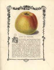 King of Pippins apple  Malus domestica