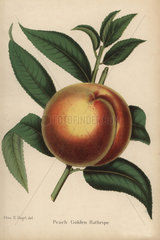 Peach cultivar  Golden Rathripe  Prunus persica