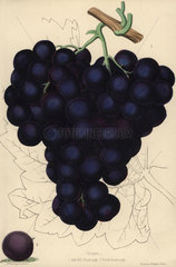 Grape varieties: Mill Hill Hamburgh and Dutch Hamburgh  Vitis vinifera