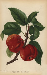 Apple  Mr. Gladstone variety  Malus domestica