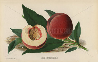 The Nectarine Peach  Prunus persica