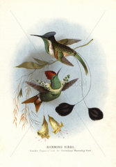 Dot-eared coquette and marvellous spatuletail