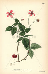 Arctic raspberry  Rubus arcticus