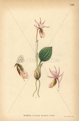 Fairy slipper orchid  Calypso bulbosa