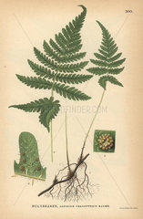 Long beech fern  Phegopteris connectilis