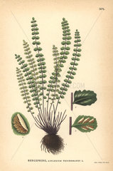 Maidenhair spleenwort fern  Asplenium trichomanes