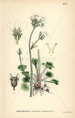 Meadow saxifrage  Saxifraga granulata