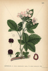 Blackberry bramble species  Rubus nemorosus and Rubus plicatus