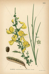 Scotch broom  Sarothamnus scoparius
