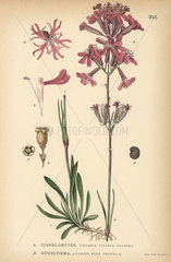 Sticky catchfly  Viscaria viscosa  and ragged robin  Lychnis flos-cuculi