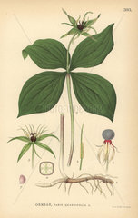 Herb Paris  Paris quadrifolia