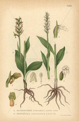 Small white orchis  Pseudorchis albida  and frog orchid  Coeloglossum viride