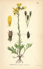 Yellow marsh saxifrage  Saxifraga hirculus