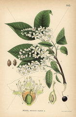 Bird cherry or hackberry  Prunus padus