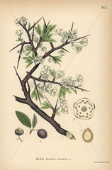 Blackthorn or sloe  Prunus spinosa