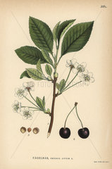 Wild cherry  Prunus avium