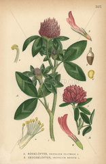 Red clover  Trifolium pratense  and zigzag clover  Trifolium medium