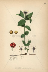 Swedish cornel or bunchberry  Cornus suecica