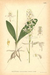 Lesser butterfly-orchid  Platanthera bifolia