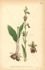 Fly orchid  Ophrys insectifera