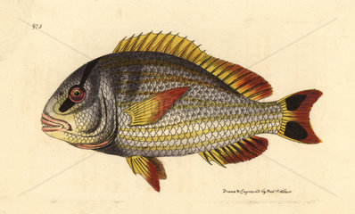 Porkfish  Anisotremus virginicus