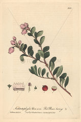 Red bear-berry  Arctostaphylos uva ursi