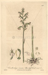 Spurless coral-root orchid  Corallorrhiza innata