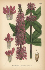 Purple loosestrife  Lythrium salicaria
