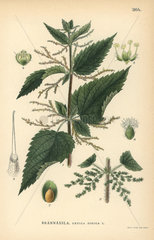 Common stinging nettle  Urtica dioica