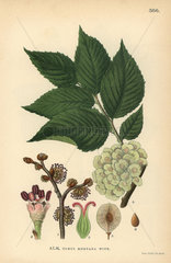 Scots or wych elm  Ulmus glabra