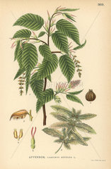 European hornbeam tree  Carpinus betulus