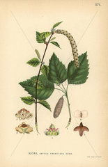 European white or silver birch  Betula pendula