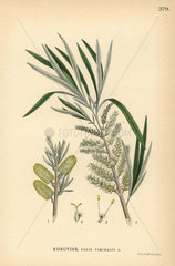 Common osier tree  Salix viminalis