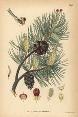 Scots pine tree  Pinus sylvestris