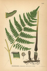 Common bracken  Pteridium aquilinum