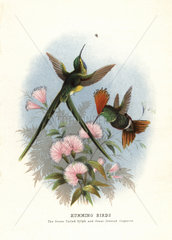 Long-tailed sylph and Rufous-crested coquette