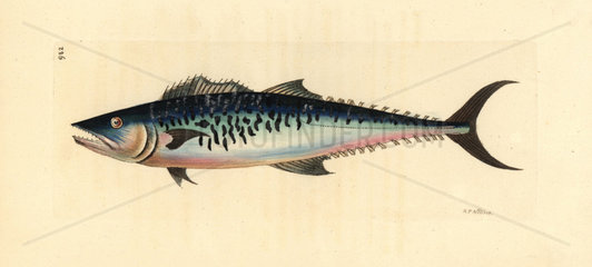 Narrow-barred Spanish mackerel  Scomberomorus commerson