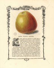 Bess Poole apple  Malus domestica