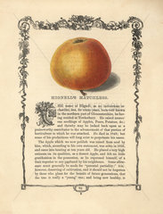 Hignell's Matchless apple  Malus domestica