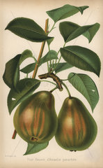 Pear cultivar  Beurre d'Amarilis panachee