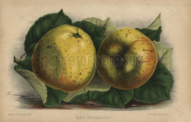 Apple cultivar  Schoolmaster  Malus domestica