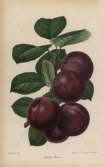 Sultan Plum variety  Prunus domestica
