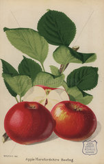 Apple variety  Herefordshire Beefing  Malus domestica