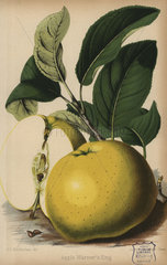 Warner's King apple variety  Malus domestica