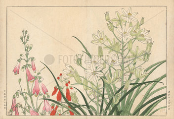 White star of bethlehem  Ornithogalum arabicum  and pink chelonanthera orchid