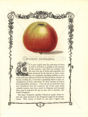 Scarlet Nonpareil apple  Malus domestica