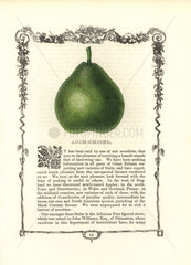 Auch-Chisel pear  Pyrus communis